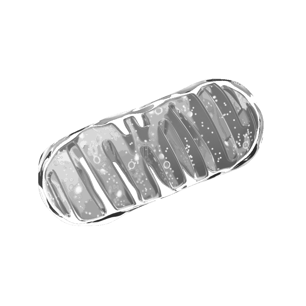 mitocondria