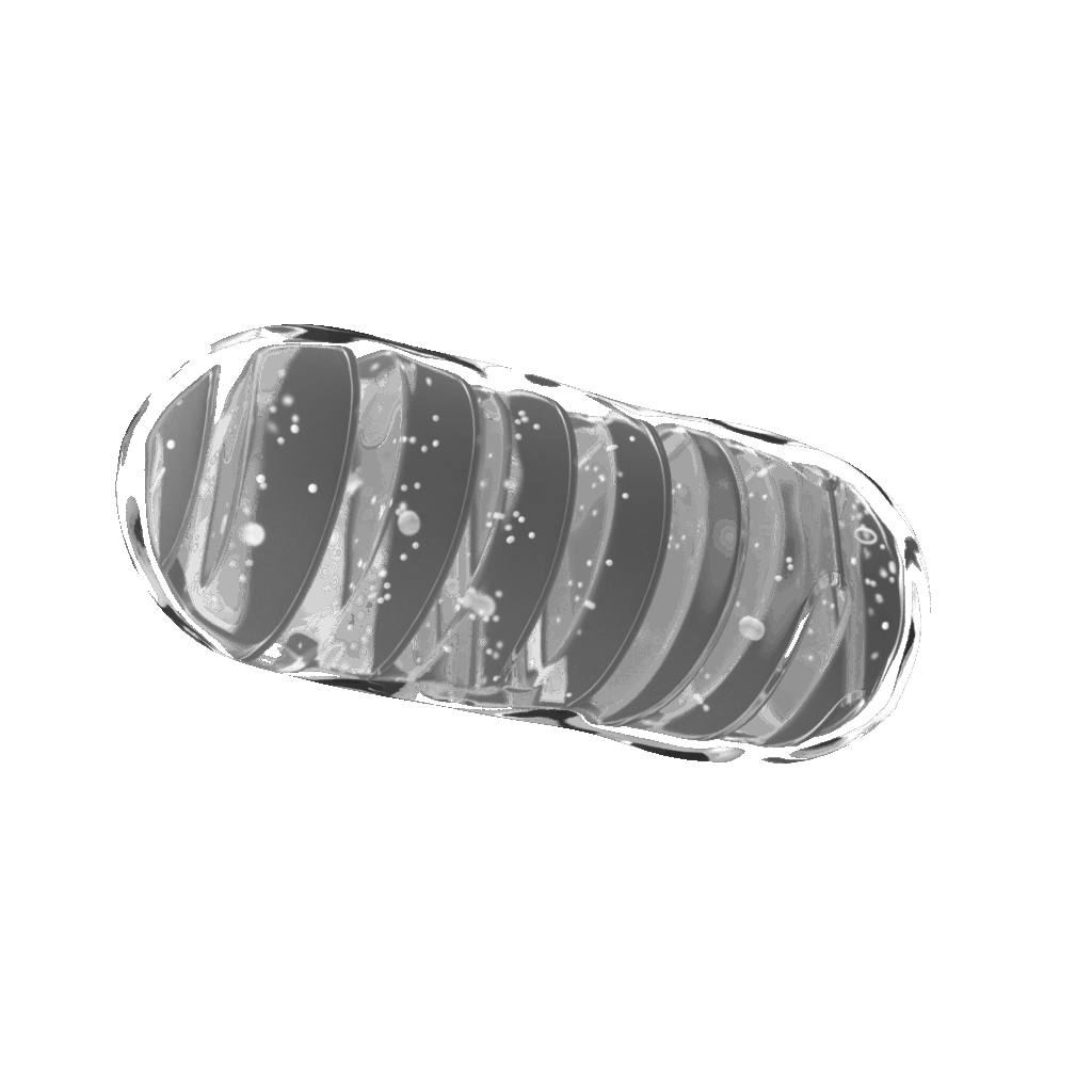 mitocondria